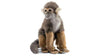 Hansa Squirrel Monkey