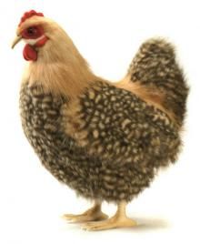 Hansa Beige Hen Plush 35cm