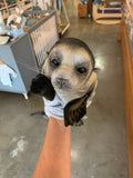 Hansa Seal Hand Puppet 40cm