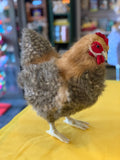 Hansa Beige Hen Plush 35cm