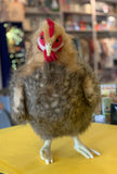 Hansa Beige Hen Plush 35cm