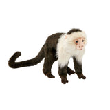 Hansa Capuchin Monkey