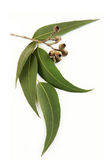 dōTERRA Eucalyptus Oil