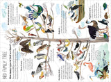Big Book of Birds by Yuval Zommer