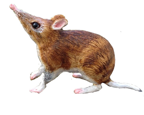 Science and Nature Bandicoot