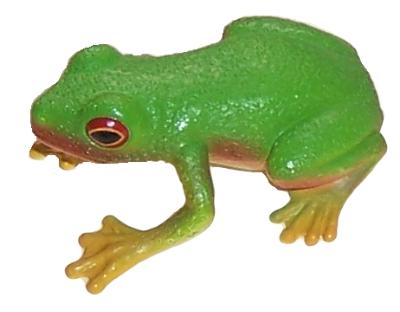 Science and Nature Red Eyed Green Tree Frog
