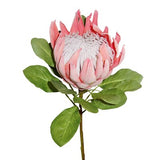 Flower King Protea